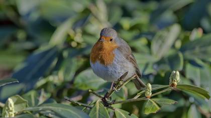 European Robin