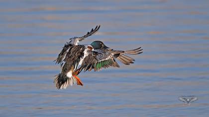 Northern Shoveler