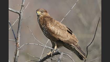 Common Buzzard