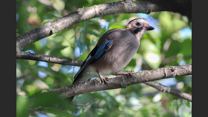 Eurasian Jay