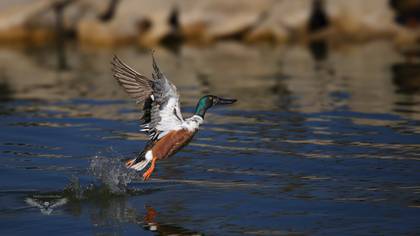 Northern Shoveler