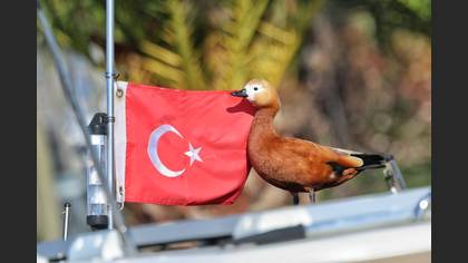 Ruddy Shelduck