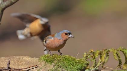 Common Chaffinch