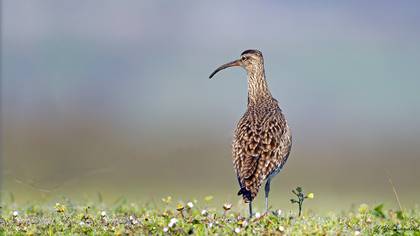 Eurasian Whimbrel