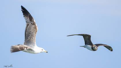 Korsanmartı » Parasitic Jaeger » Stercorarius parasiticus