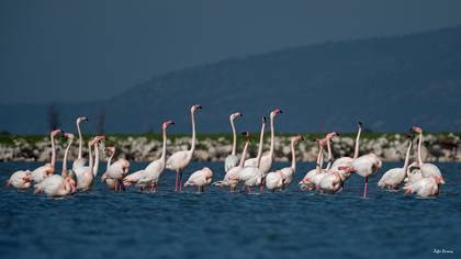 Flamingo