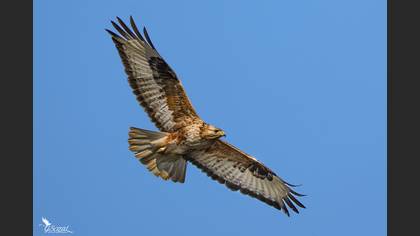 Long-legged Buzzard