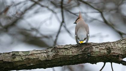 İpekkuyruk » Bohemian Waxwing » Bombycilla garrulus