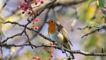 European Robin