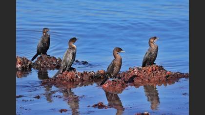 Pygmy Cormorant