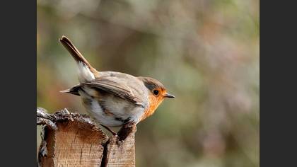 European Robin