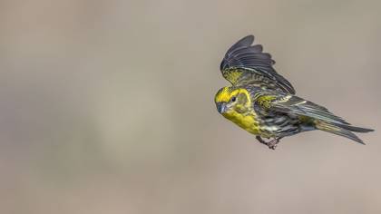Küçük iskete » European Serin » Serinus serinus