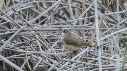 Büyük kamışçın » Great Reed Warbler » Acrocephalus arundinaceus