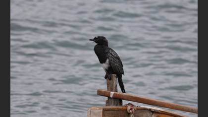 Pygmy Cormorant