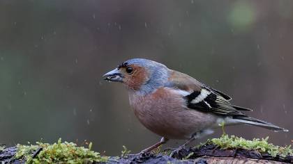 Common Chaffinch