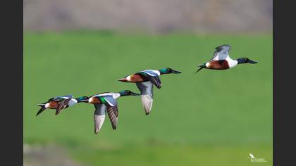 Northern Shoveler
