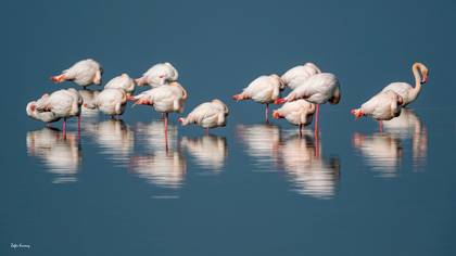 Flamingo