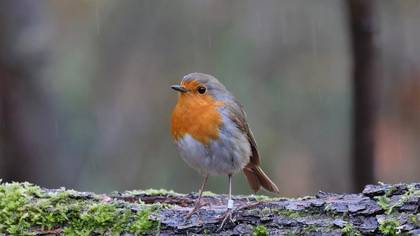 European Robin