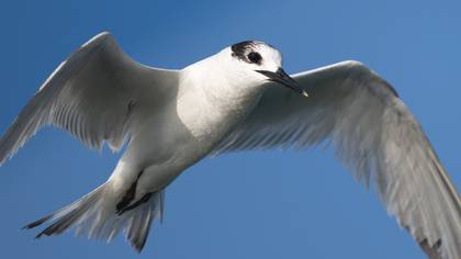Karagagalı sumru » Sandwich Tern » Thalasseus sandvicensis