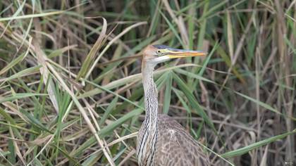 Erguvani balıkçıl » Purple Heron » Ardea purpurea
