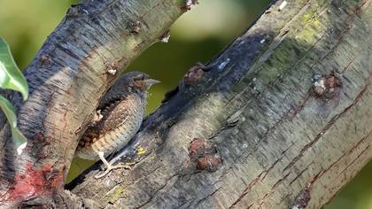 Boyunçeviren » Eurasian Wryneck » Jynx torquilla