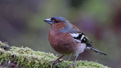 Common Chaffinch