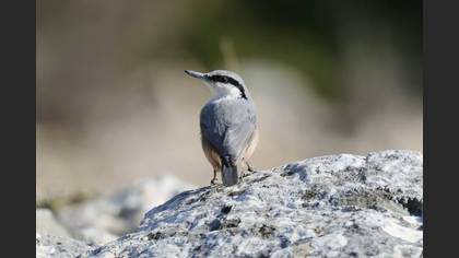 Western Rock Nuthatch