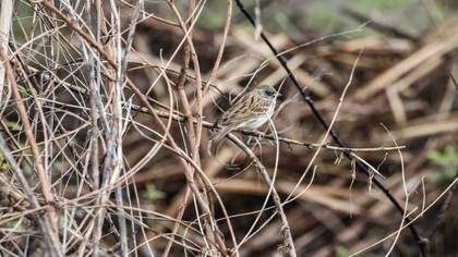 Karasuratlı kirazkuşu » Black-faced Bunting » Emberiza spodocephala