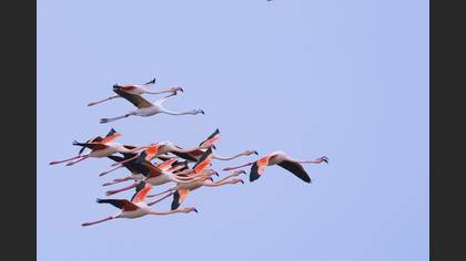 Flamingo