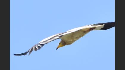 Küçük akbaba