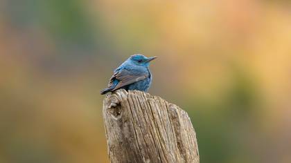 Gökardıç » Blue Rock Thrush » Monticola solitarius