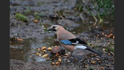 Eurasian Jay