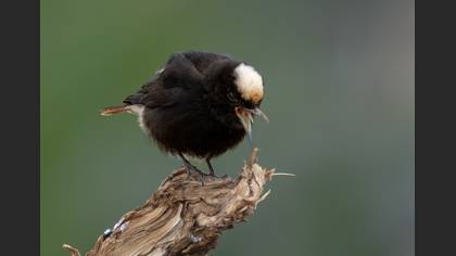 White-crowned Wheatear