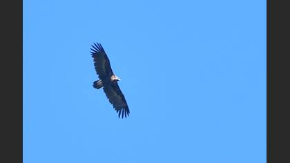 Cinereous Vulture