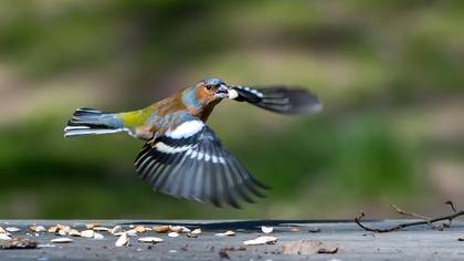 Common Chaffinch