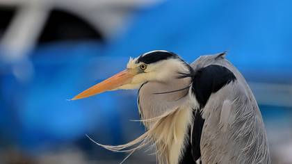 Grey Heron