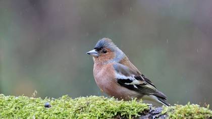 Common Chaffinch