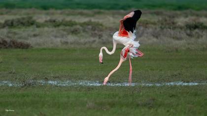 Flamingo