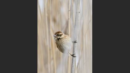Common Reed Bunting