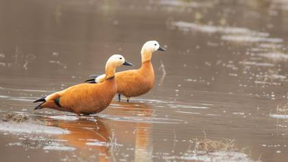 Angıt » Ruddy Shelduck » Tadorna ferruginea