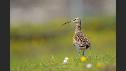 Eurasian Whimbrel