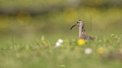 Eurasian Whimbrel