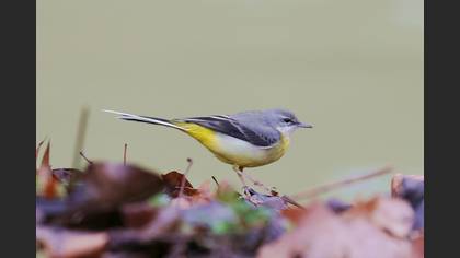 Grey Wagtail