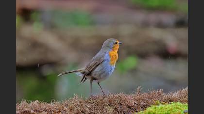 European Robin