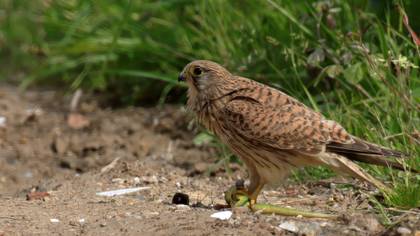 Kerkenez » Common Kestrel » Falco tinnunculus