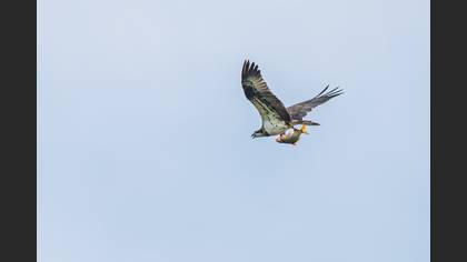 Osprey