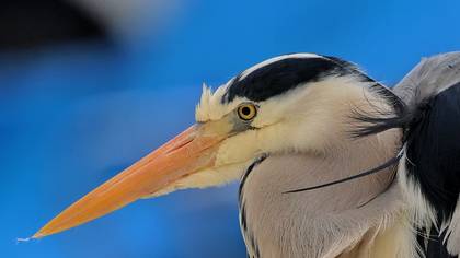 Grey Heron