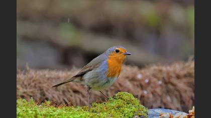 European Robin