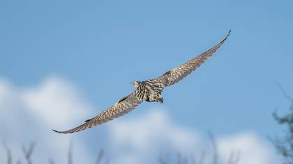 Balaban » Eurasian Bittern » Botaurus stellaris