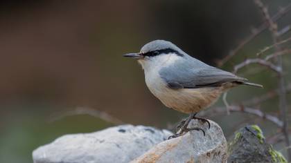 Kaya sıvacısı » Western Rock Nuthatch » Sitta neumayer